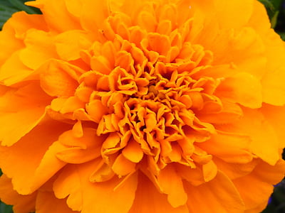 naranja, flor, flor, floración, flores de naranja, amarillo anaranjado, naturaleza