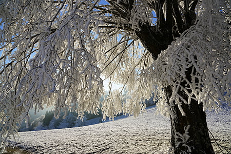 arbre, gelée blanche, Direction générale de la, glacé, formation de cristaux, neigeux, eiskristalle