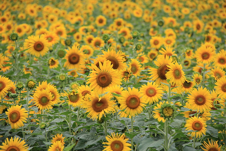 bunga matahari, Biarkan reonpam, tamasya