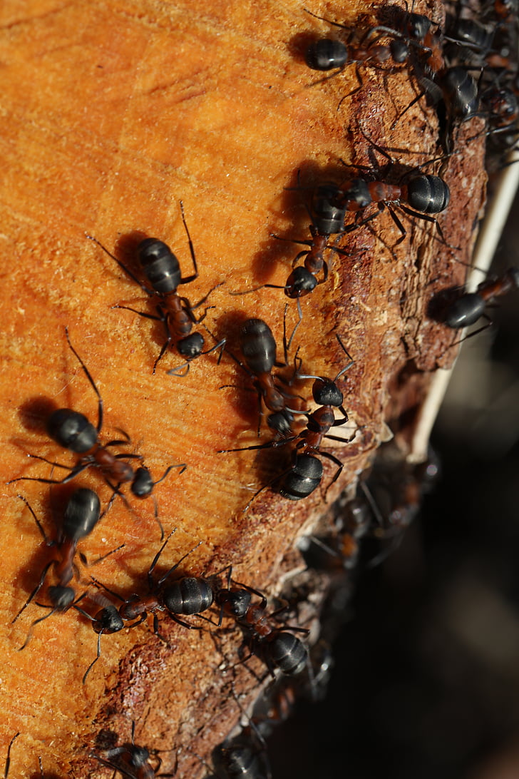 mravinjak, drvo, mravi, detalj, priroda