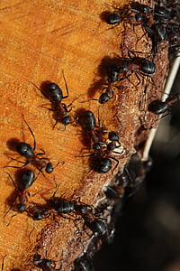 o formigueiro, madeira, formigas, detalhe, natureza
