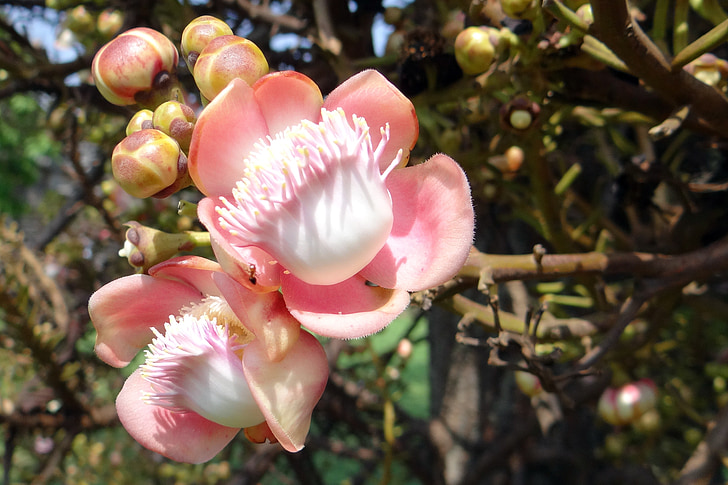 blomst, knopper, couroupita guianensis, kanonkugle træ, nagkeshar, halebidu, Indien