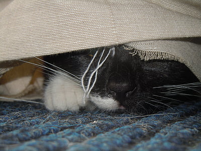 kucing, tersembunyi, mengintai