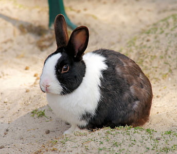 Hare, liten hare, dyr, våren, kjæledyr, søt, lenge eared
