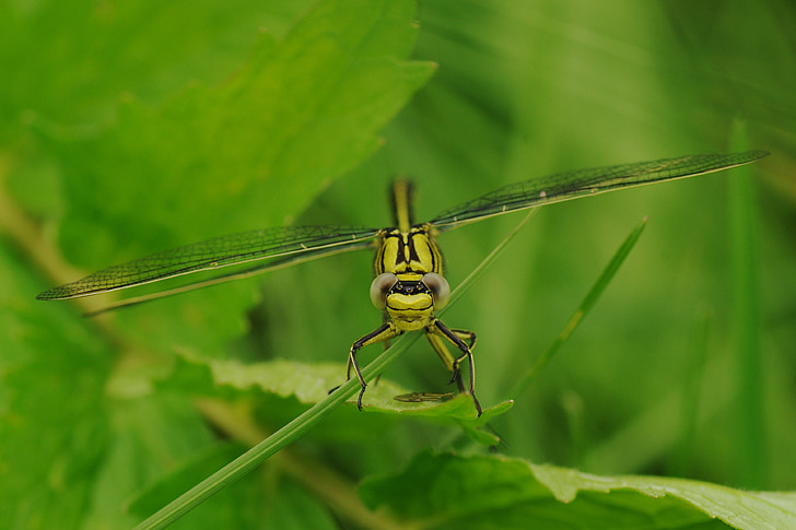 Dragonfly, insect, dier, gele dragonfly, sluiten, macro, macrofotografie