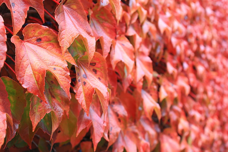 otoño, hojas, rojo, colores otoño, Octubre, naturaleza, hoja