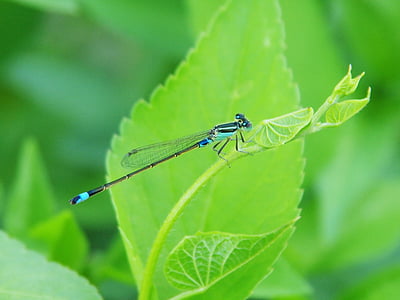 Damselfly, foglie verdi, piccola libellula, blu