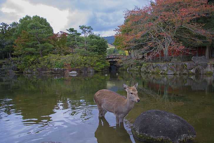 Nara, Biche, Lago, Japão, árvores, relaxamento, Lagoa
