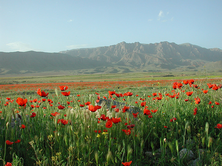 Valmue, bjerge, Ararat, felter, grænsen, Tyrkiet, Armenien