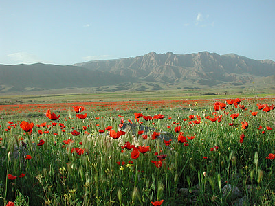 vallmo, bergen, Ararat, fält, gränsen, Turkiet, Armenien