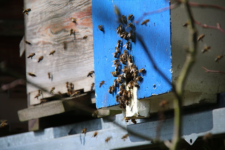 abelles, essain, mel, recol·lectors, Farratges, abella de la mel