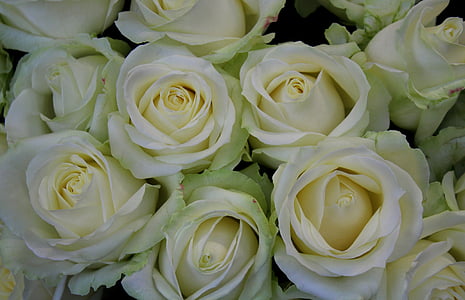 rosas blancas, Rosas, Blanco, mercado, club de tiro