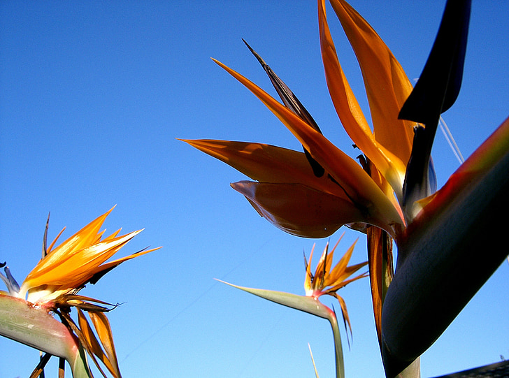 ptica-o-raj, cvet, Južna Afrika, strelitzia, Žerjav cvet, pomarančni cvet, oranžna