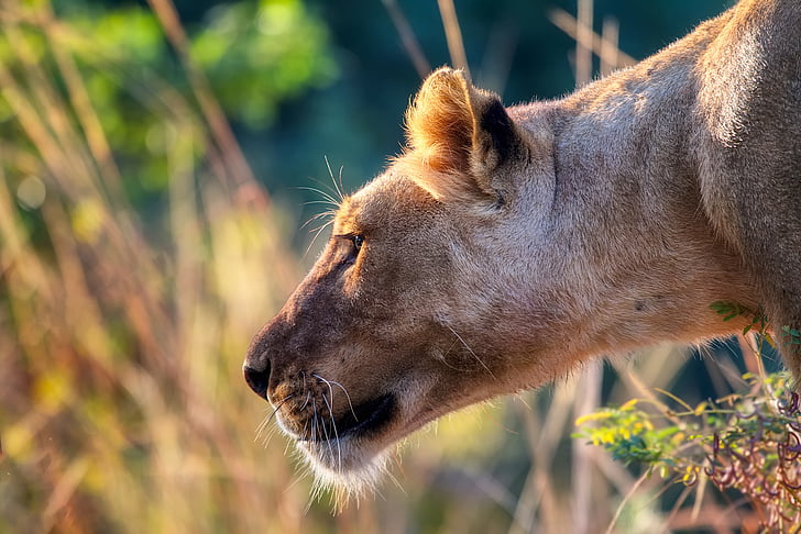 Lev, samica, Predator, Afrika, voľne žijúcich živočíchov, Safari, makro