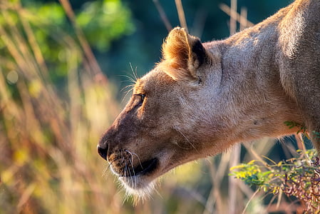 Lev, samica, Predator, Afrika, voľne žijúcich živočíchov, Safari, makro