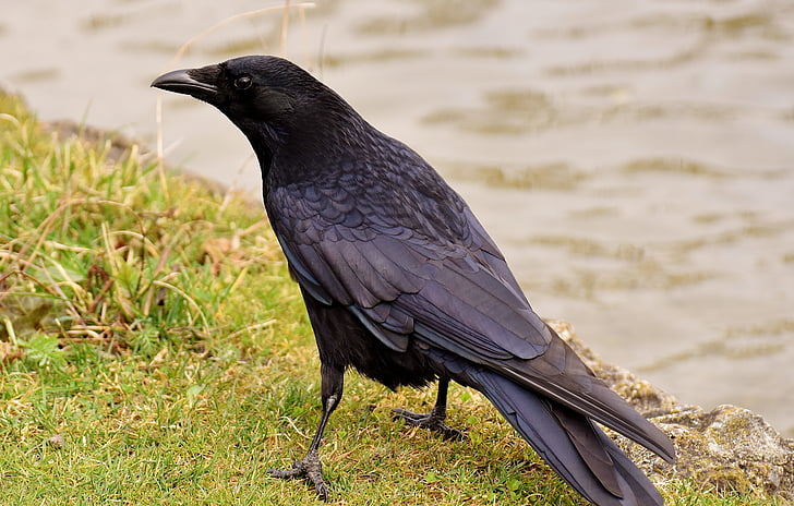 gemeenschappelijke raven, Raaf, Raven vogel, kraai, dier, natuur, veer