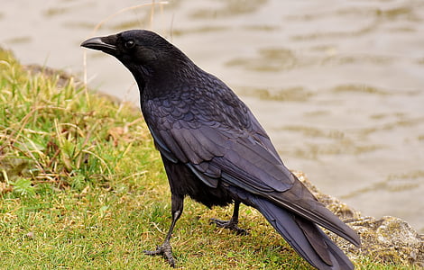 common raven, raven, raven bird, crow, animal, nature, feather