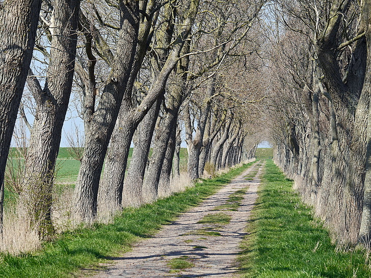 Avenue, kust, Dijk, Oost-Friesland, Askew, winderig, Lane