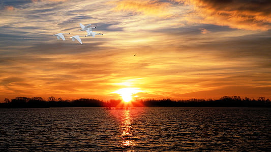 Západ slunce, jezero, labutě, abendstimmung, krajina, voda, obloha