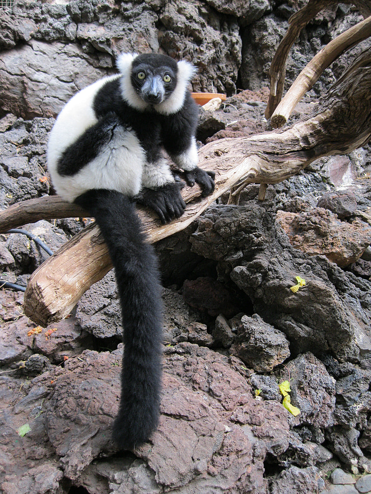 Lemur, Monkey, primater, vilda, däggdjur, Zoo, svart och vitt