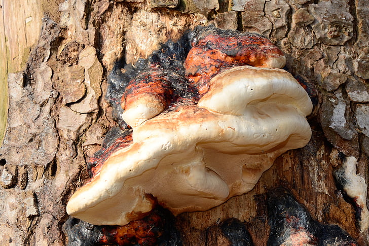 fungo de árvore, fungo de material inflamável, cogumelo, árvore, madeira morta, material inflamável