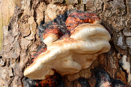 tree fungus, tinder fungus, mushroom, tree, dead wood, tinder