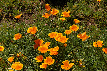 California, Poppy, oransje, blomst, valmuer