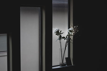 Architektura, černá a bílá, kvetoucí, tmavý, dveře, rodina, Flora
