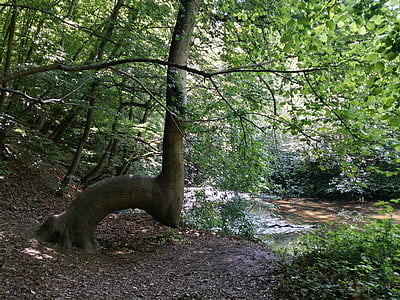 Les, řeka, strom, Příroda, pěší turistika, vysněná cesta, Eifel