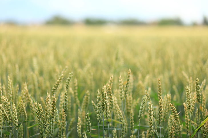 пейзаж, поле, пшеница, Грийн, природата, шипове, зърнени култури