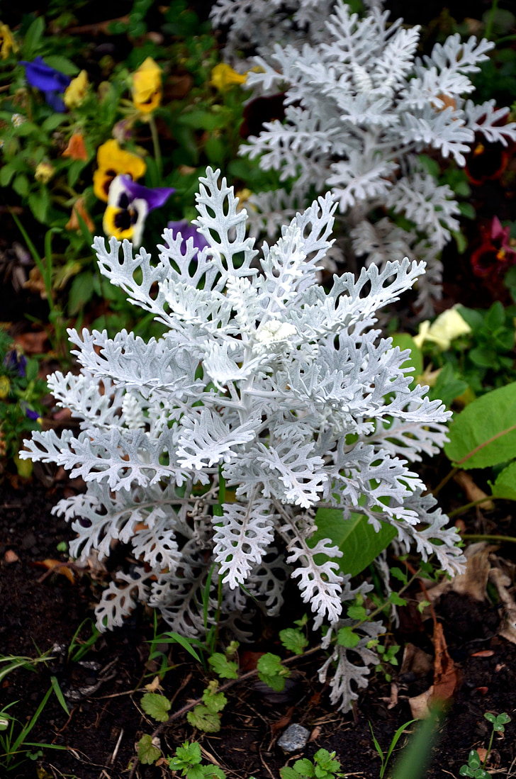 srebrno obarvan groundsel, suffrutex, rastline, bele liste, pozimi, bela, vrt