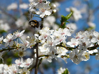 Hoang Mai, Blossom, nở hoa, cây, chi nhánh, Mỹ wildpflaume, Prunus americana
