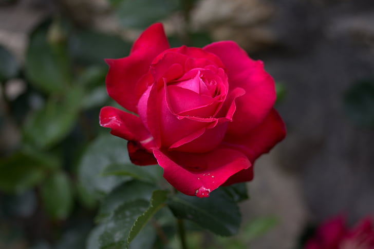 Rosa, vermell, flor, planta, pètals, pètal, natura