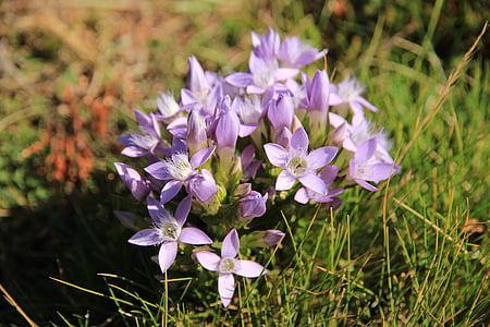 bavarian gentians, blossom, bloom, flower, purple, nature, plant