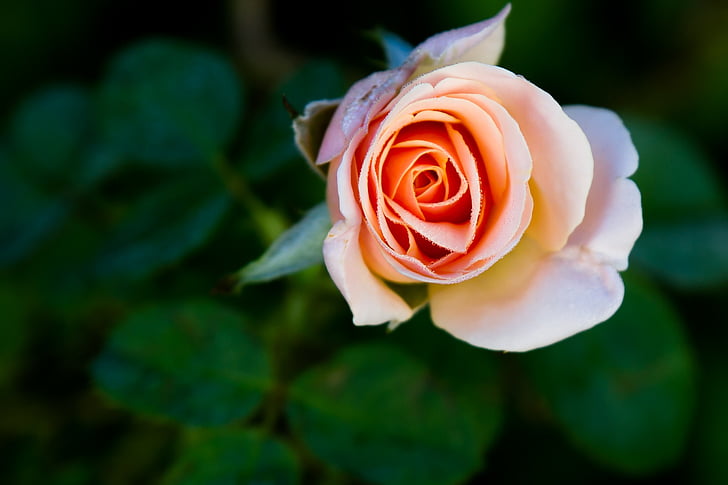 Rose, floraison unique, jardin, fleur, floral, frais, romantique