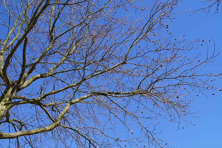 nature, avion, arbre, Sky, bleu