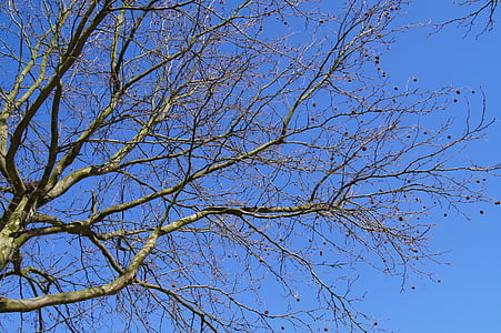 natura, avió, arbre, cel, blau