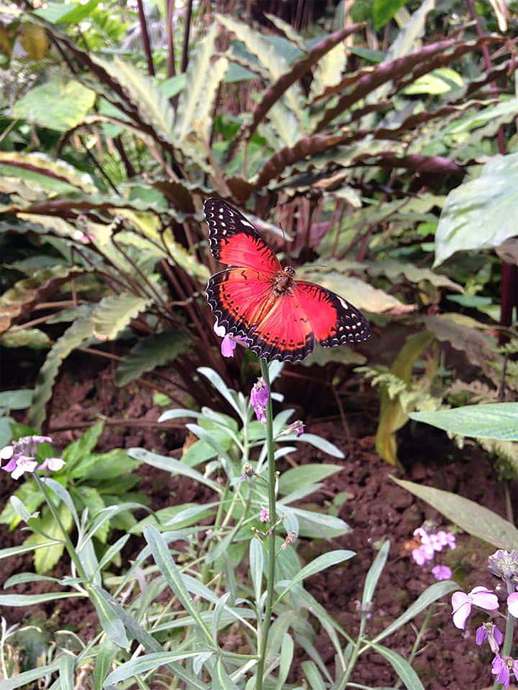 πεταλούδα, Πεταλούδες, φύση, έντομο, το καλοκαίρι, άνοιξη, πολύχρωμο