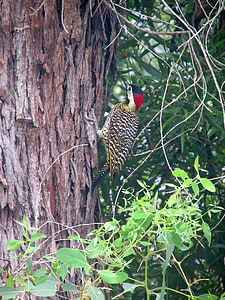 woodpecker, crazy bird, ave, nature, fauna, bird, peak