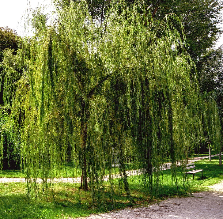 weeping willow, garden, nature, spring, plants, summer flowers