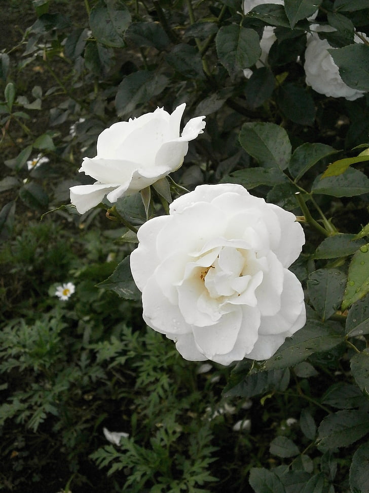 Rose, fleurs blanches, jardin de roses