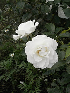 Rózsa, fehér virágok, rózsakert