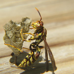 WASP, hmyz, hnízdo, žlutá, Příroda, zvíře, detail