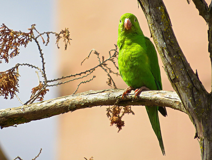 papiga, ptica, drevo, zeleno perje, na prostem