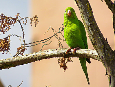 papegøye, fuglen, treet, grønne fjær, utendørs