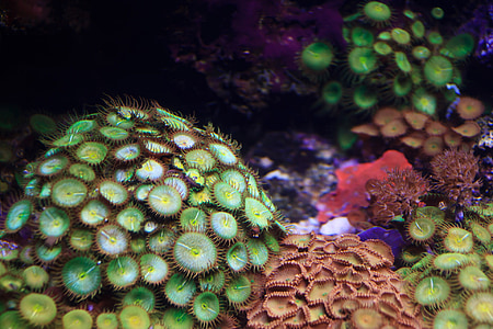 Anemone, dzīvnieku, koloniju, krāsains, koraļļu, puķe, zaļa