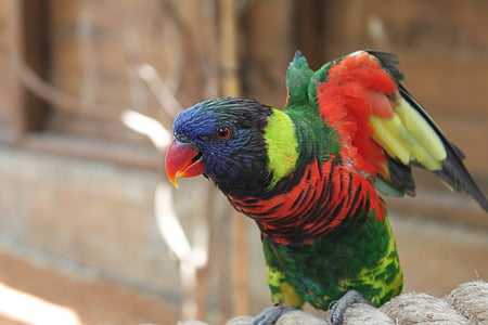 parrot, animal, red, bird, birds, feather, blue