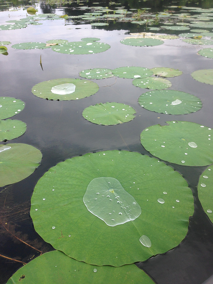 Lily pad, søen, grøn, natur, akvatisk, åkande