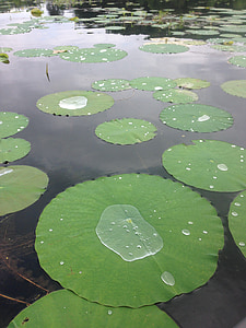 Lily pad, Λίμνη, πράσινο, φύση, υδρόβια, Νούφαρο