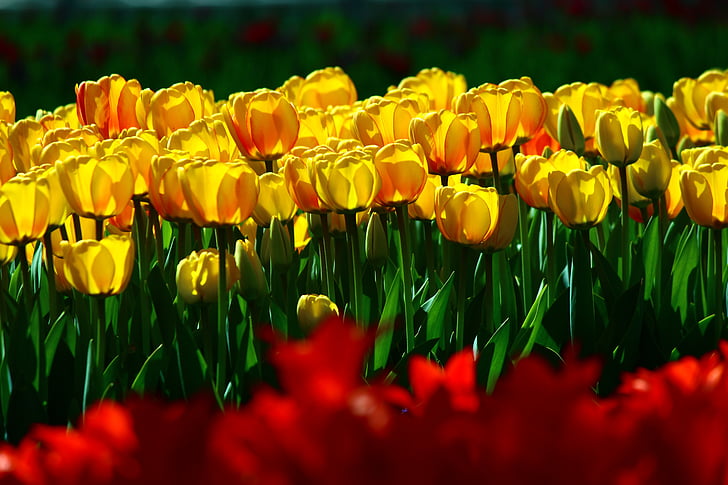 tulipes grocs granel, tulipes, primavera, Konya